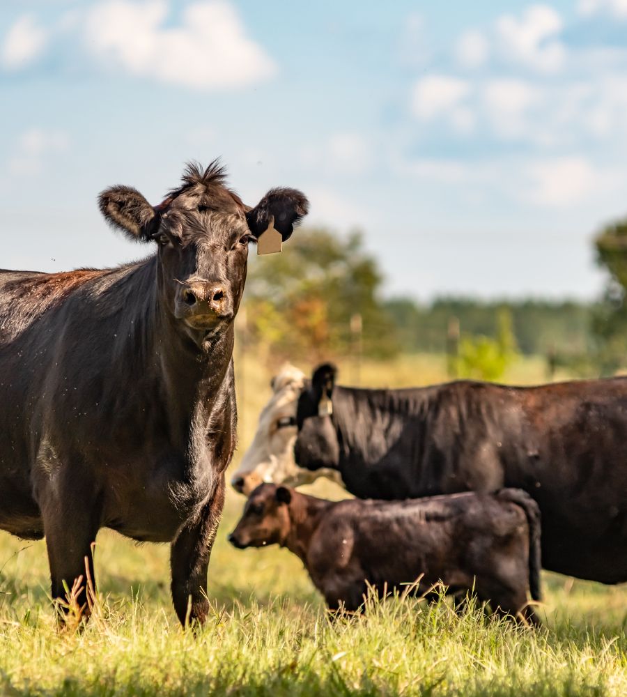 A cattle ranch in the American West.