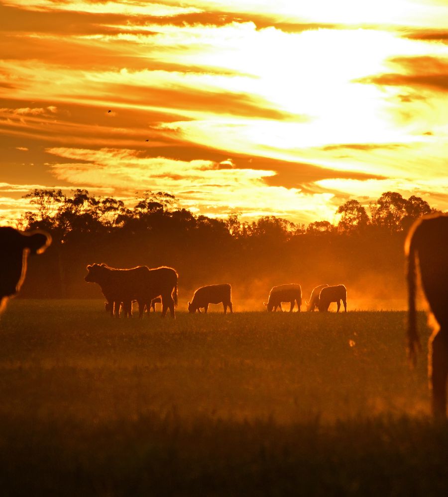 Black Angus cattle in a Western pasture.