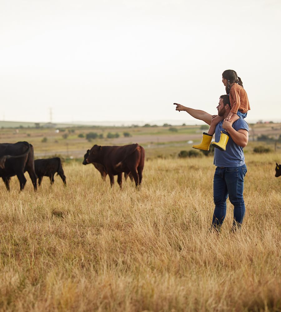 Cattle by a wooden corral fence on a working ranch.