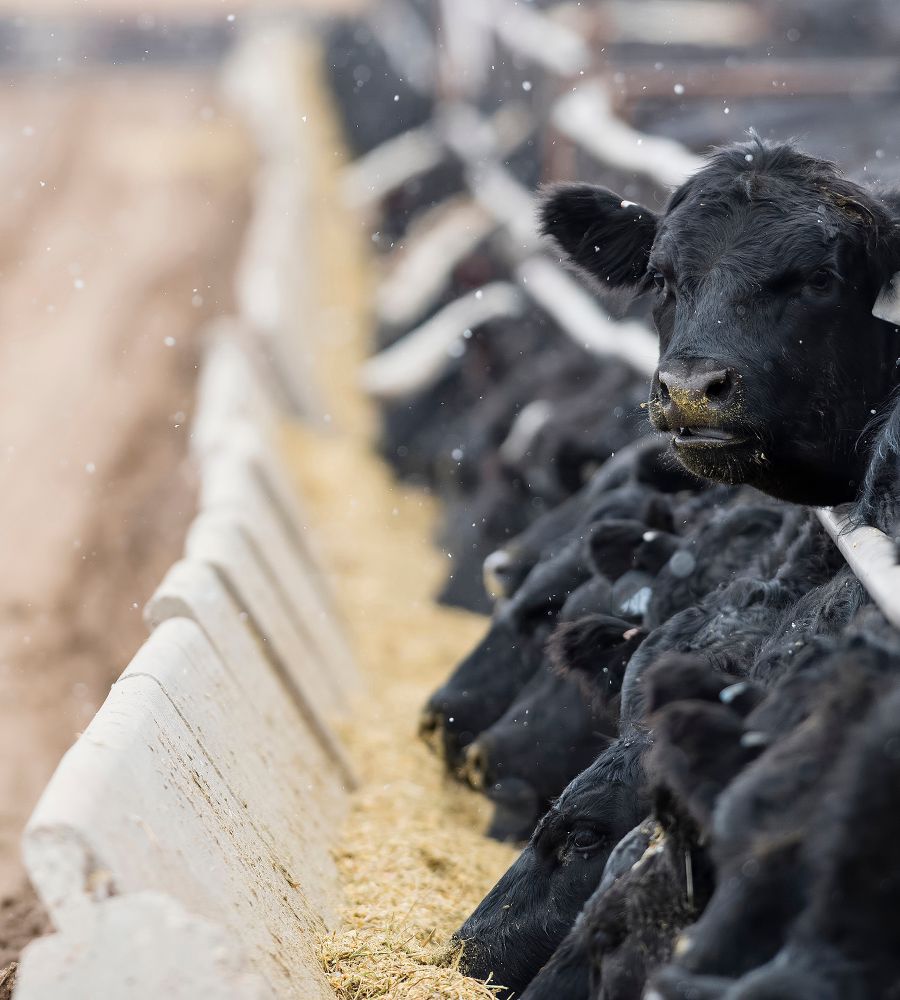 A single steer at a Western cattle ranch.